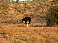 090516_Pilanesberg 343